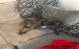 Staffordshire Bull Terrier dogs for sale: kc registered blue staffys due on 23/24th July  - Image 6