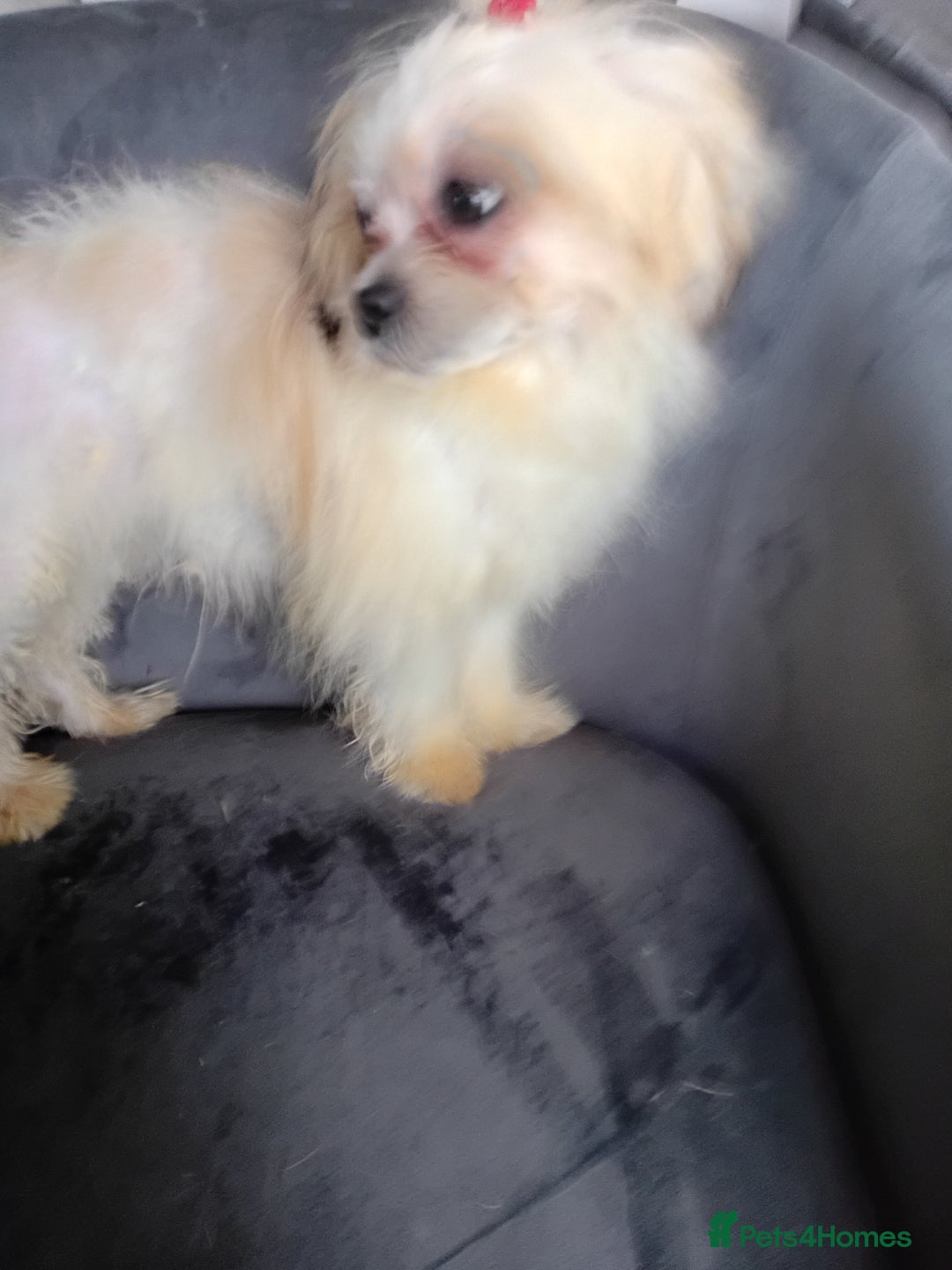 Mixed Breed dogs for sale: beautiful maltes/Lhasa Apso puppies  - Advert 3