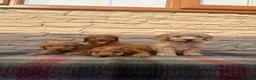 Cockapoo dogs for sale: F1 Cockapoos (council licensed breeder  - Advert 9