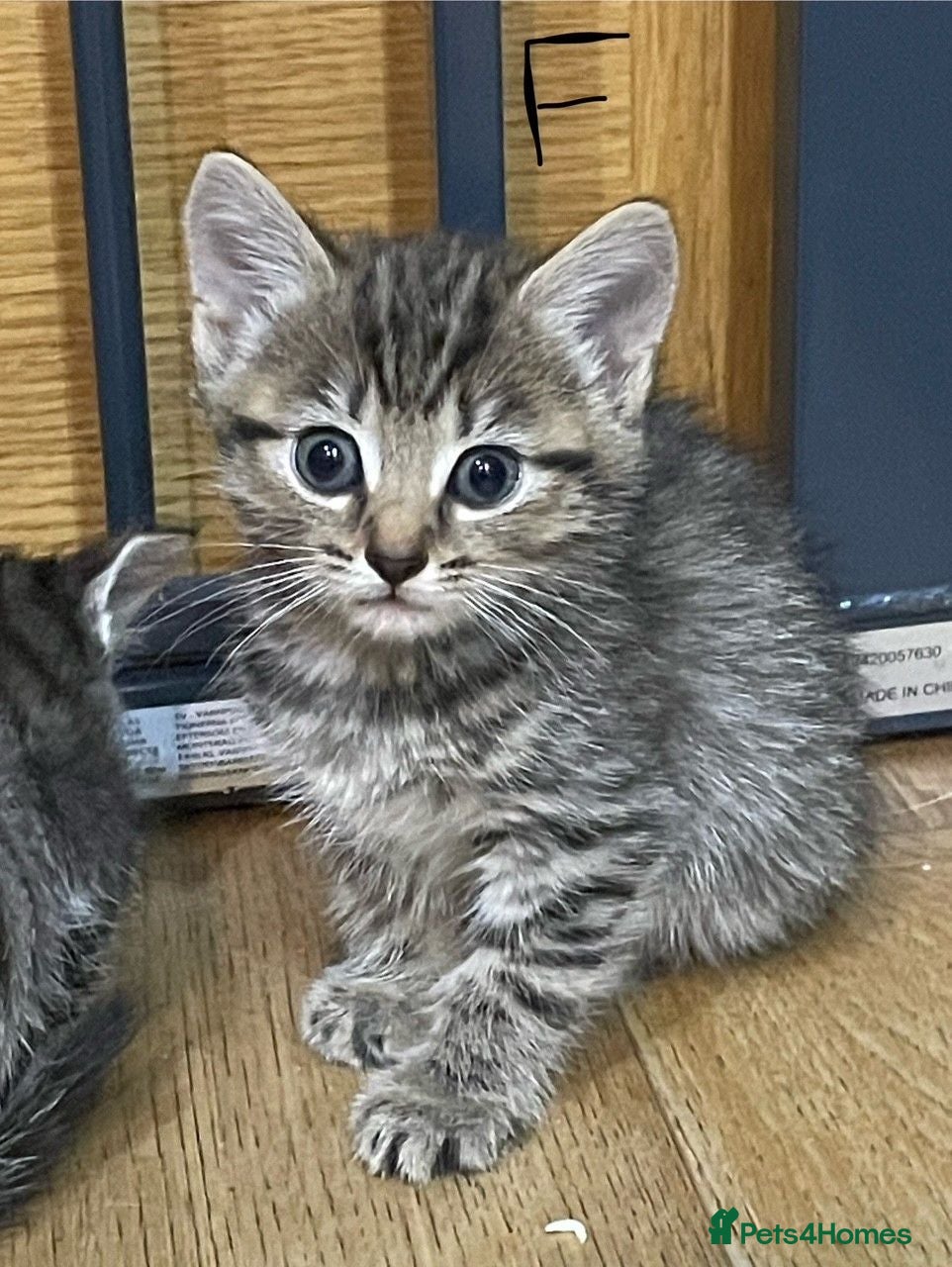 Mixed Breed cats Gorgous Kittens Available NOW - Advert 2
