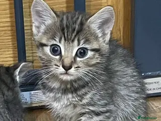 Mixed Breed cats Gorgeous Kittens Available NOW - Advert 1