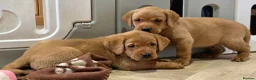 Labrador Retriever dogs for sale: 2 BEAUTIFUL CHUNKY KC REG FOX RED LABRADORS - Advert 12