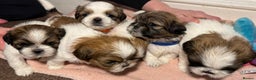 Shih Tzu dogs for sale: Beautiful Tricolour Mini Shih Tzu Puppies - Advert 12