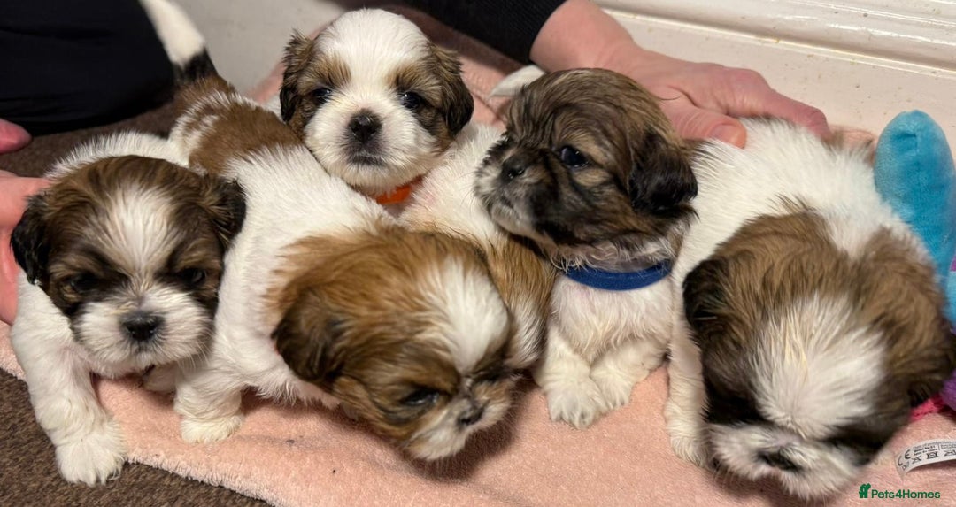 Shih Tzu dogs for sale: Beautiful Tricolour Mini Shih Tzu Puppies - Advert 12
