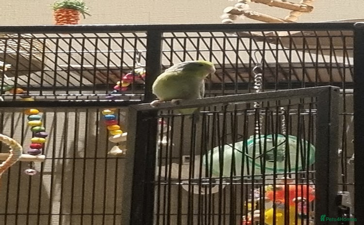 Parakeets birds - Advert 12