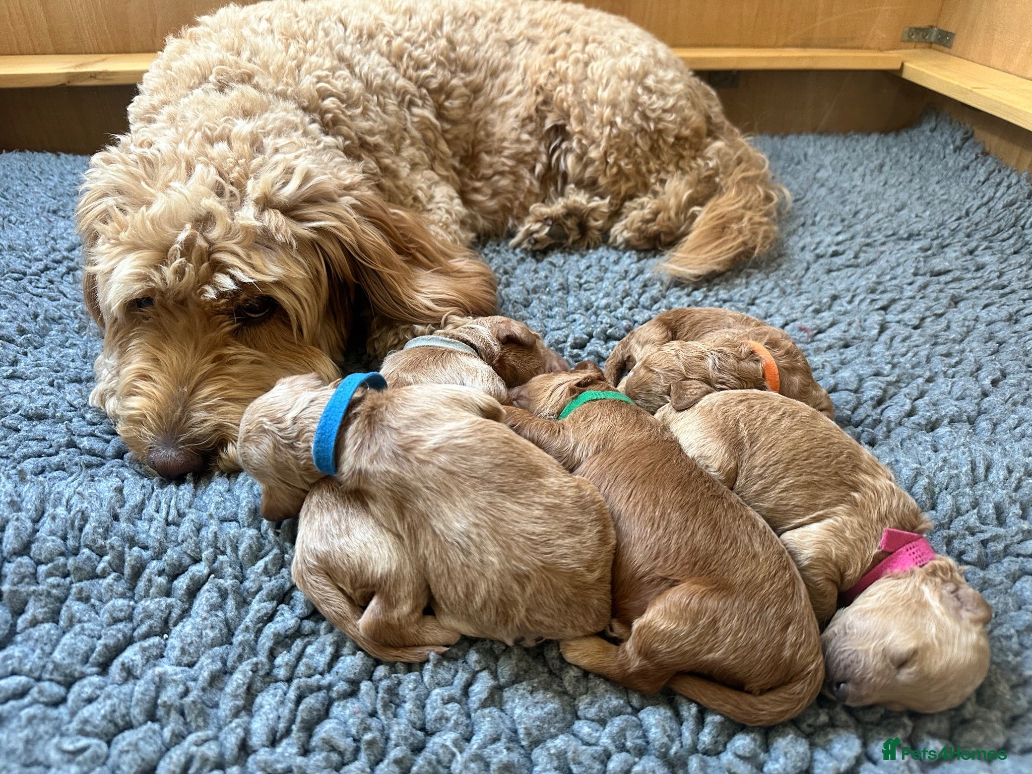 Mini Goldendoodle dogs High quality miniature Goldendoodles - Advert 2