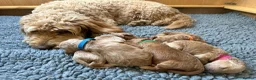 Mini Goldendoodle dogs for sale: High quality miniature Goldendoodles - Advert 2