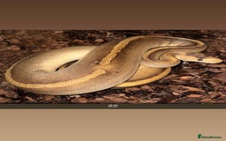 Snake reptiles for sale: Royal Python / Boa  - Image 22