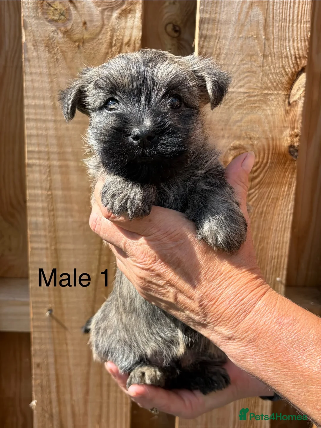 Cairn Terrier dogs for sale: beautiful health tested cairn terriers - Advert 2