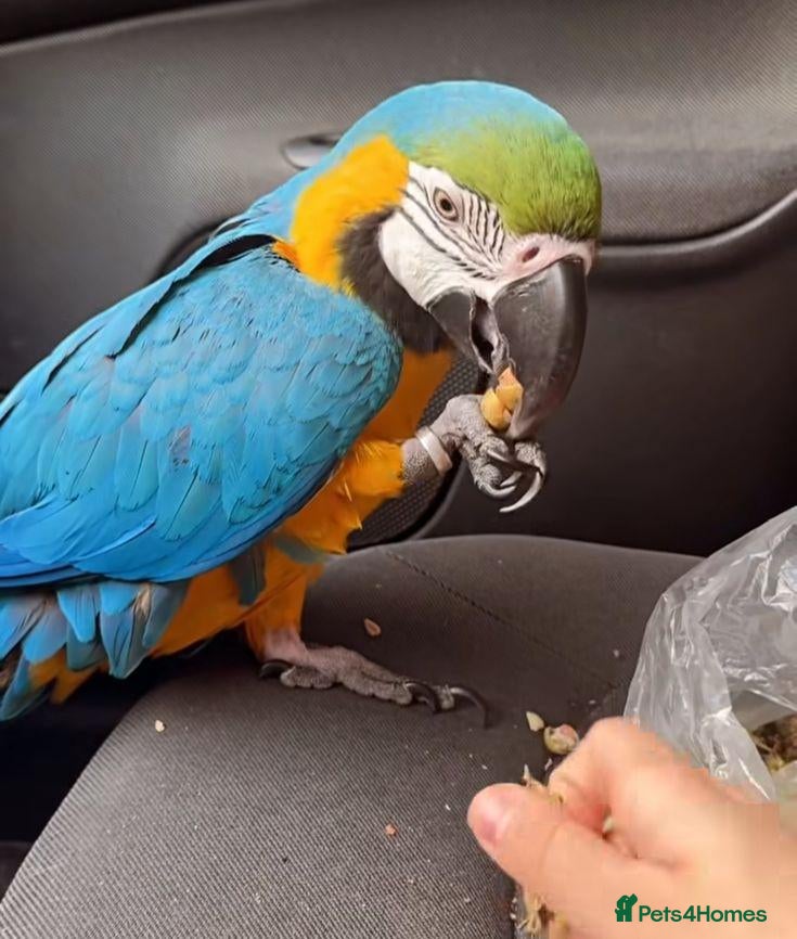 Macaws birds Hand raised beautiful Macaw parrots ready now. - Advert 15