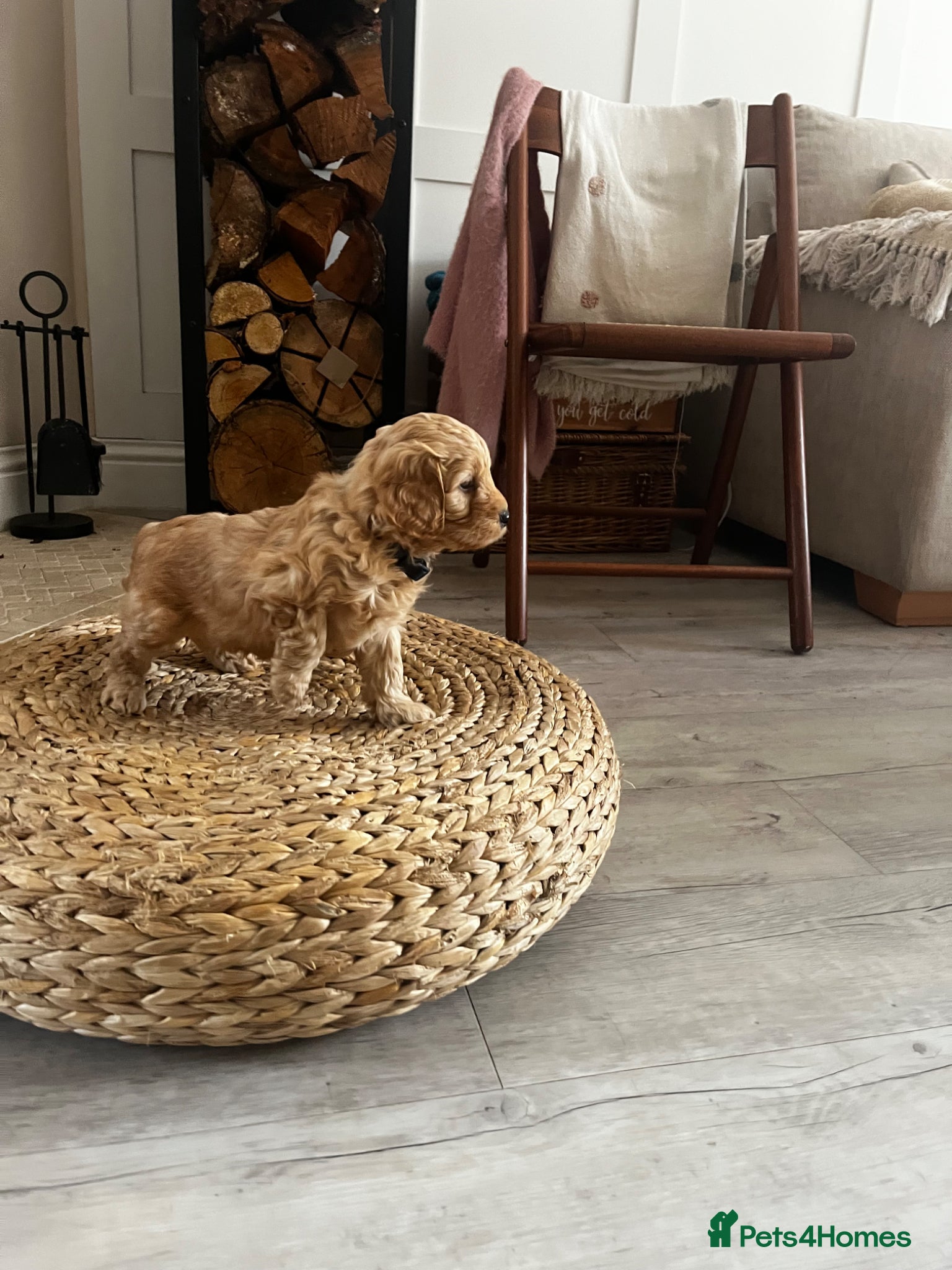 Cockapoo dogs Miniature f1b Cockapoo DNA clear 🐶  - Advert 2