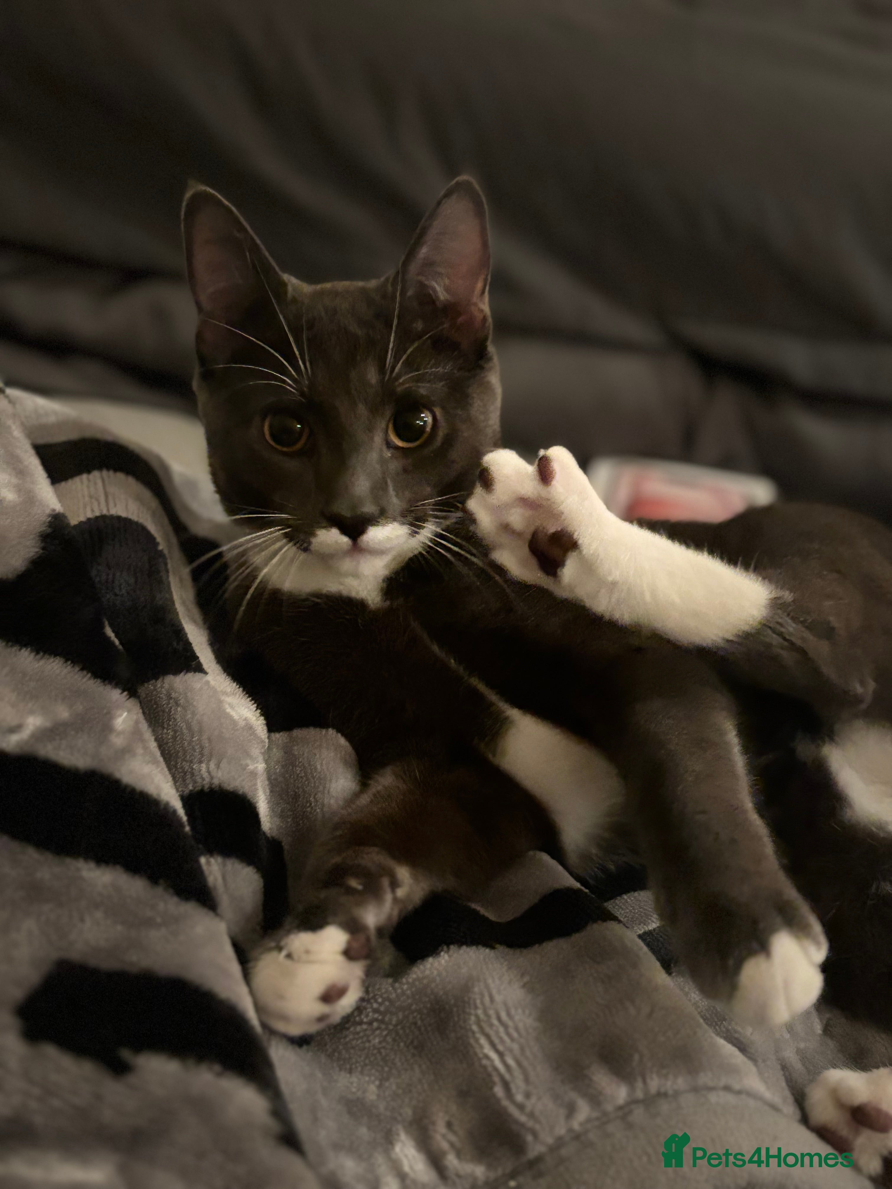 Domestic Shorthair cats My Tomy - Advert 1