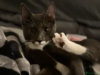 Domestic Shorthair cats My Tomy - Advert 4