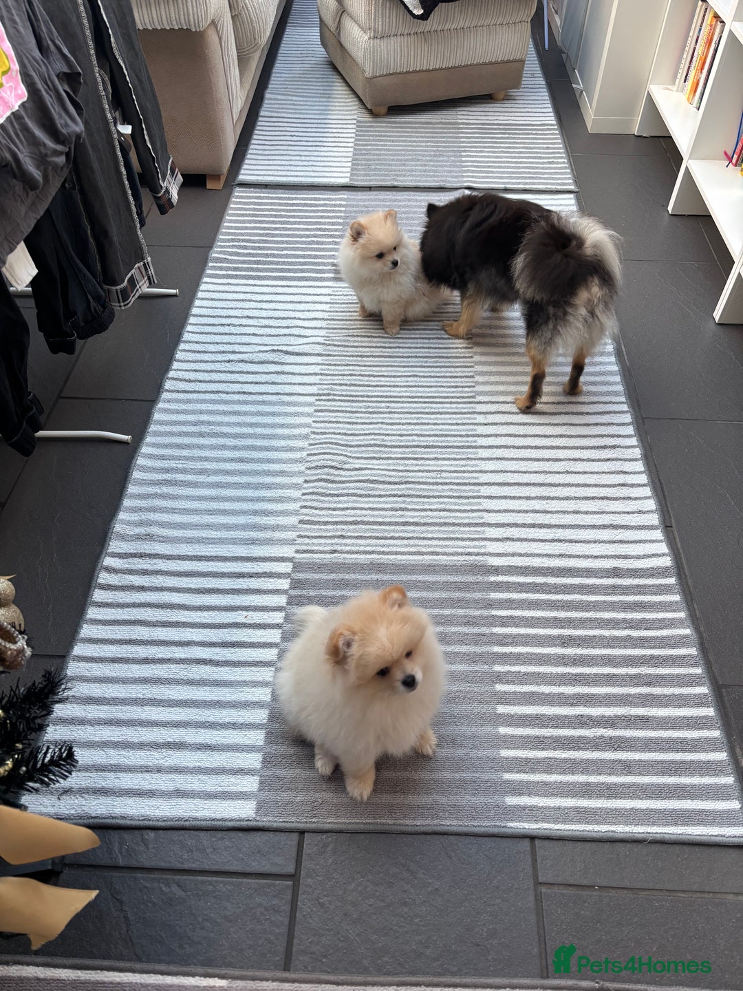 Pomeranian dogs for sale: Pomeranian male pups ready to go  - Advert 10