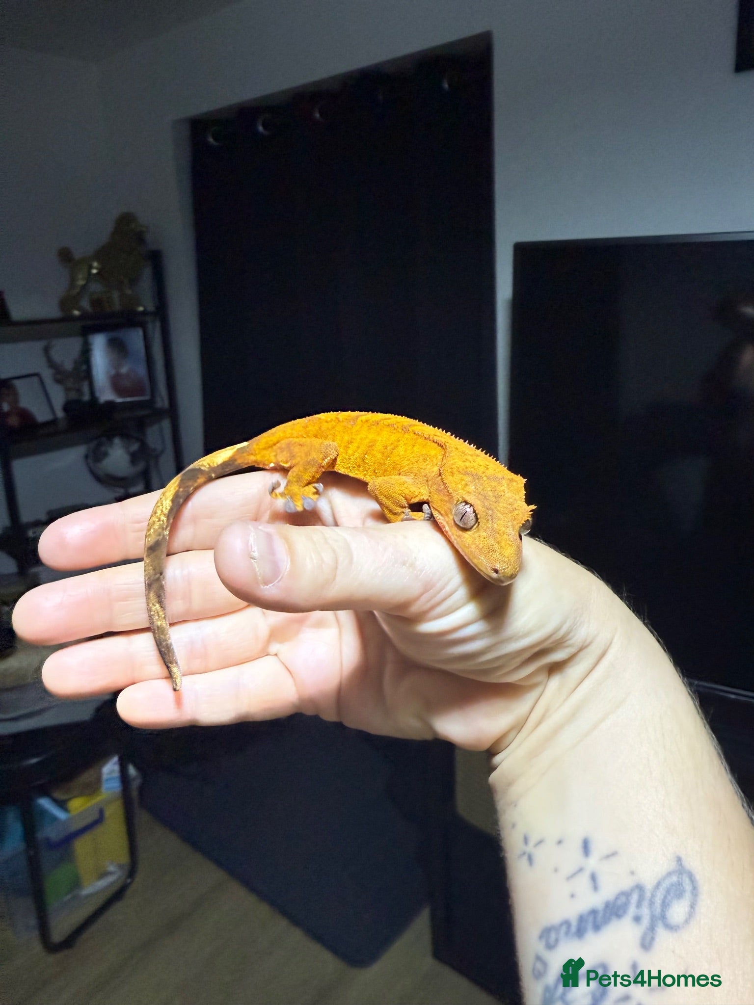 Gecko reptiles *Young Crested Gecko and Setup*  - Advert 1