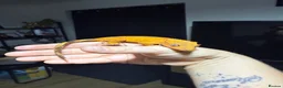 Gecko reptiles for sale: *Young Crested Gecko and Setup*  in St. Neots - Advert 1