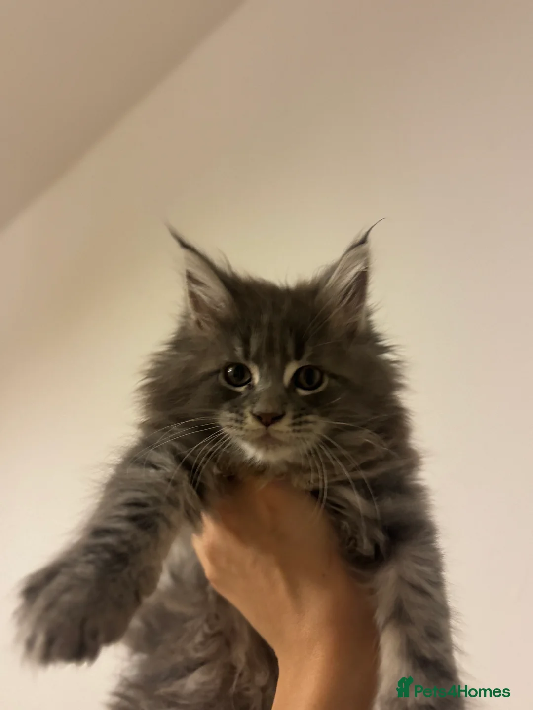 Maine Coon cats for sale: Maine Coon TICA registered✨ - Advert 4