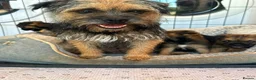 Border Terrier dogs for sale: Border terrier puppy’s  - Advert 20