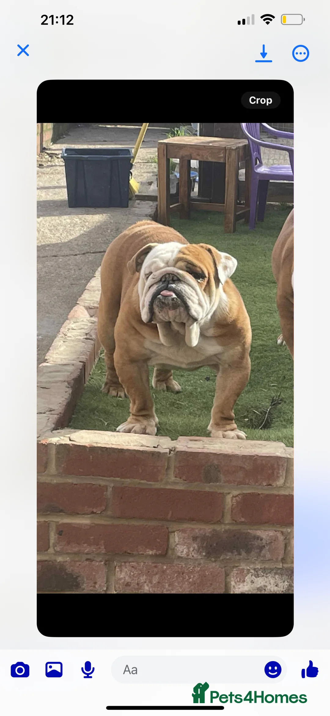 English Bulldog dogs for sale: Male English bulldog red/ white/merl markings - Advert 9