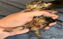 Mixed Breed cats for sale: Beautiful kittens for sale 🥰 - Image 4