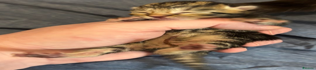 Mixed Breed Kitten 3