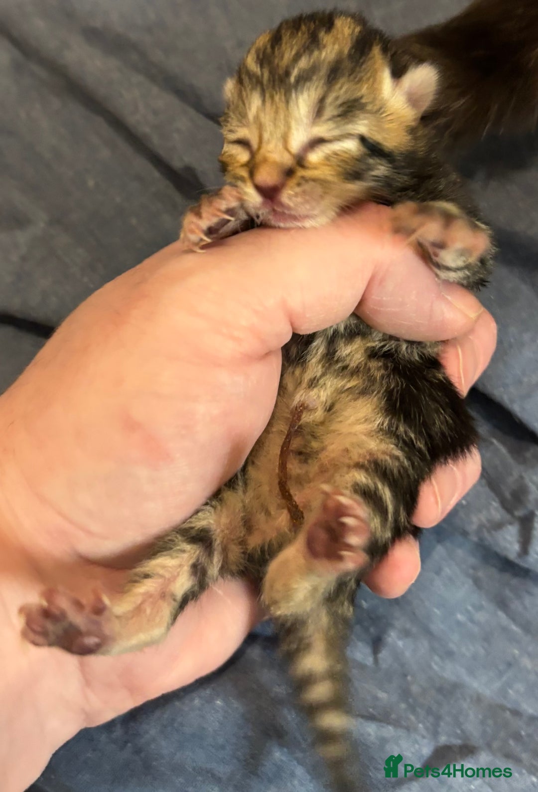 Mixed Breed cats for sale: Beautiful kittens for sale 🥰 - Image 4