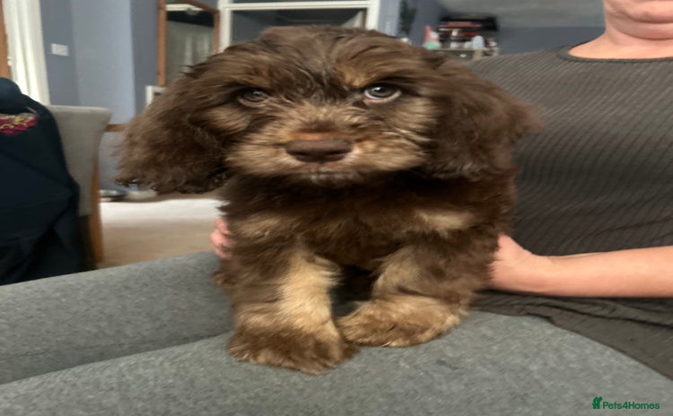 Cockapoo dogs - Advert 7