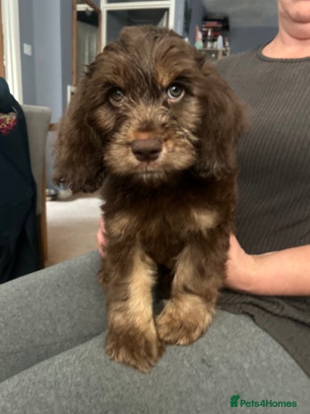 Cockapoo dogs - Advert 7