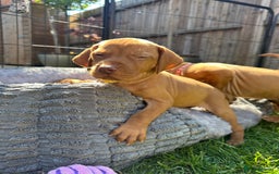 Hungarian Vizsla dogs for sale: Fantastic KC Hungarian Vizsla Puppies! in Rugby - Image 16