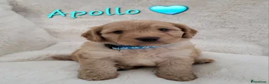 Apollo 🩵