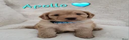 Cockapoo dogs for sale: Beautiful Home-Raised F1b toy Cockapoo Puppies  - Advert 30