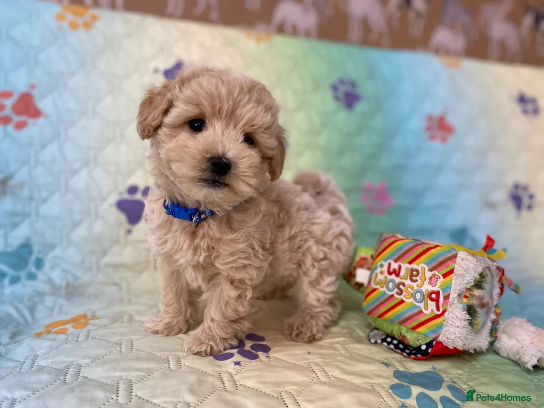 Maltipoo dogs for sale: Beautiful Maltipoo little boy - Advert 1