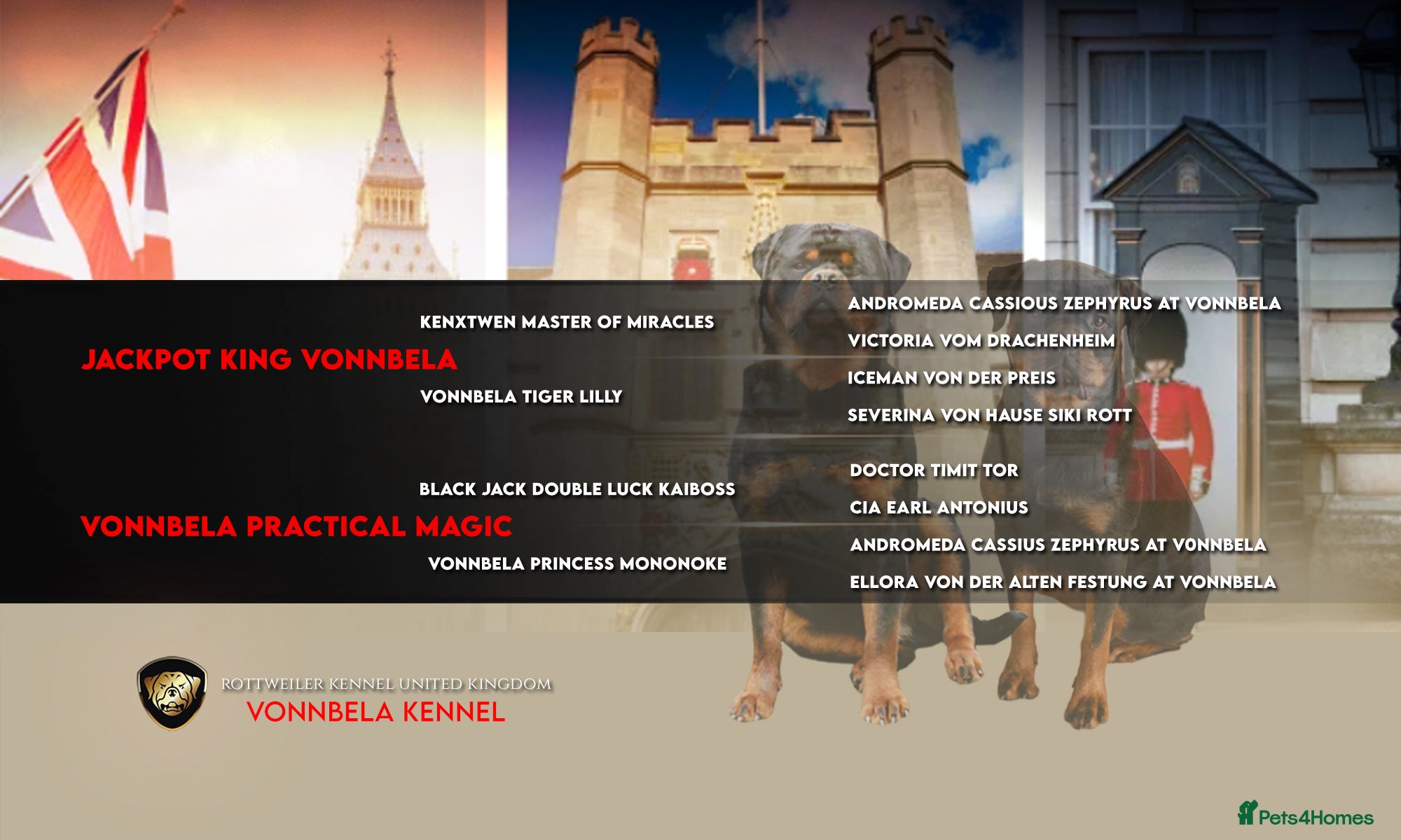 Rottweiler dogs Outstanding litter of True Type Rottweilers  - Advert 2
