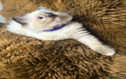 Ragdoll cats for sale: GCCF Sealpoint Mitted/Blue Lynx Ragdoll kittens - Image 21