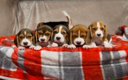 Beagle dogs for sale: SUPER CHUNKY KC SHOW BEAGLE PUPPIES - Image 19