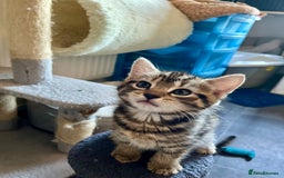 Bengal cats for sale: Bengal mix - Image 25