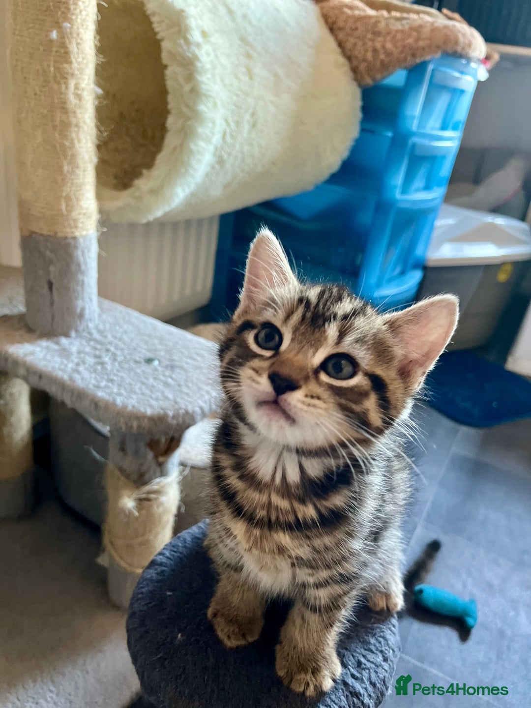Bengal cats for sale: Bengal mix - Image 25