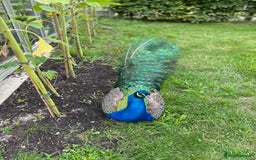 Mixed Breed birds for sale: Indian Blue Peafowl - Image 3