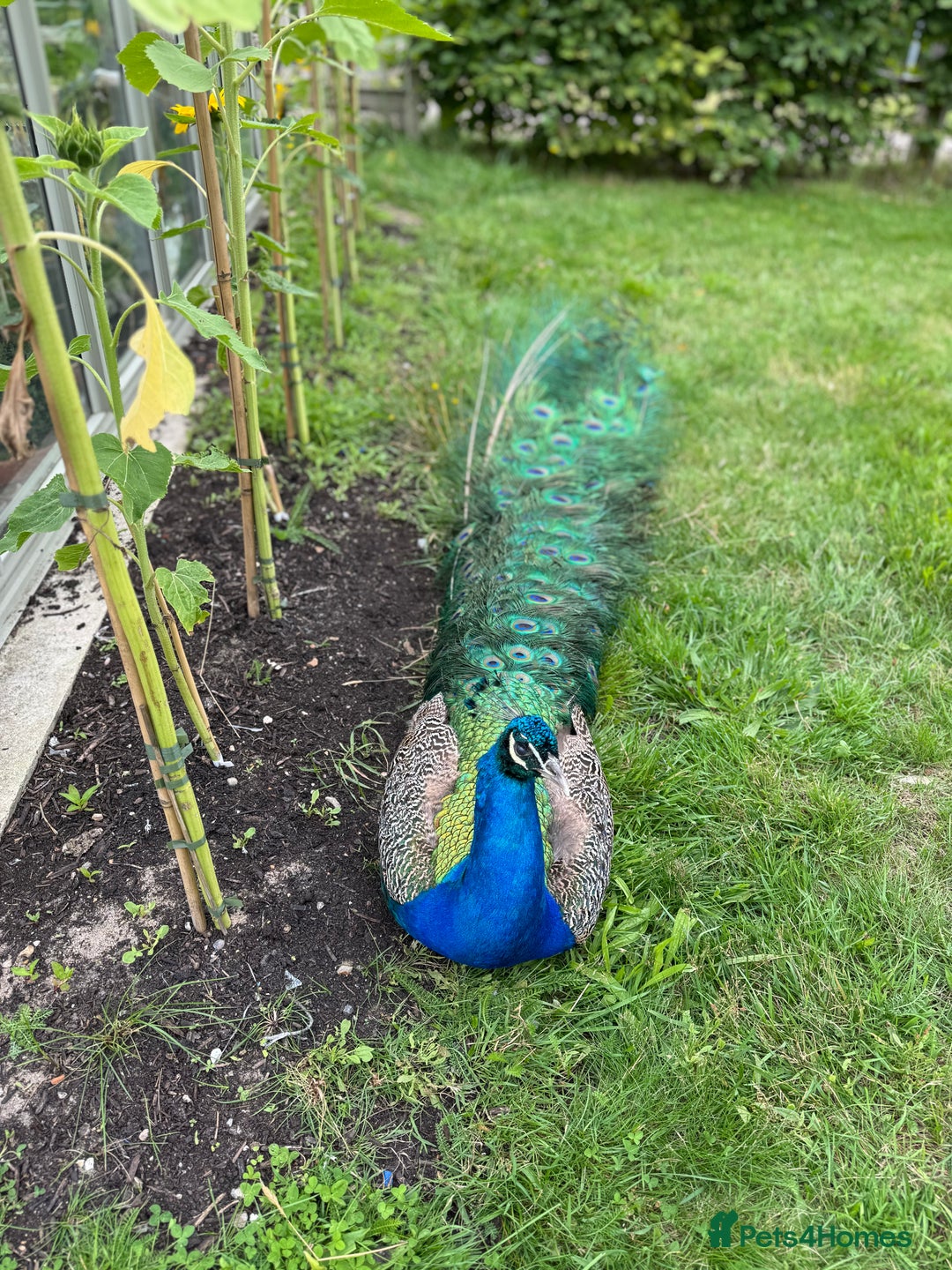 Mixed Breed birds for sale: Indian Blue Peafowl - Image 3