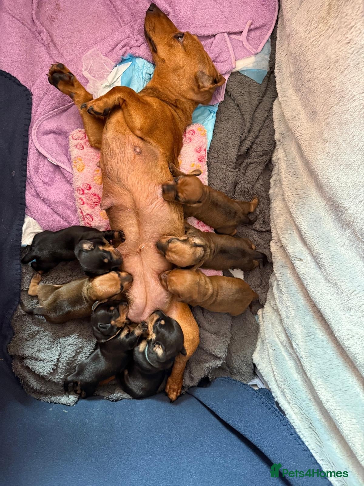 Dachshund dogs Dachshund Puppies  - Advert 7