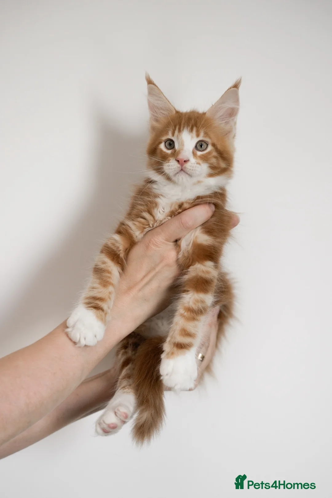 Maine Coon cats for sale: 5 Beautiful Russian Import Kittens TICA - Advert 29