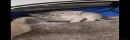 British Shorthair cats for sale: 🐾 British Shorthair Kittens - Advert 4