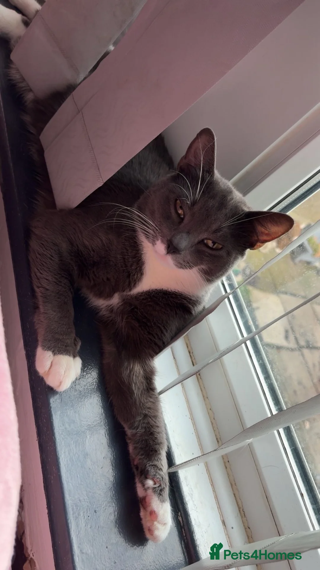 Russian Blue cats for sale: Male Russian blue  in Barnsley - Advert 2