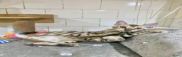 Bengal cats for sale: 🔥✨Pedigree TICA-Registered Bengals - Advert 17
