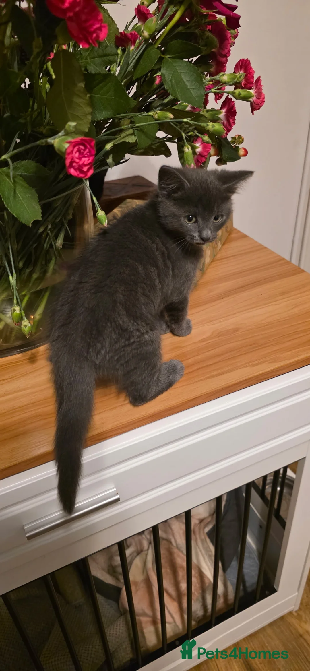 Mixed Breed cats for sale: Kittens - Advert 8