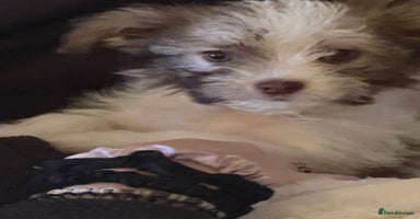 Chipoo dogs Chipoo puppies - Advert 12