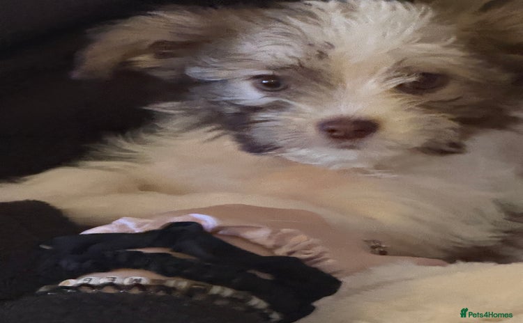 Chipoo dogs Chipoo puppies - Advert 4