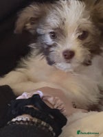 Chipoo dogs Chipoo puppies - Advert 1