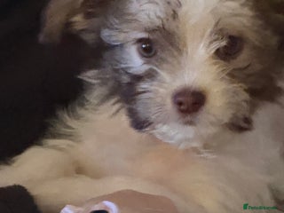 Chipoo dogs Chipoo puppies - Advert 5