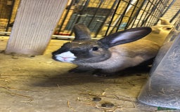 Dutch rabbits for sale: 2 female rabbit sisters  - Image 3